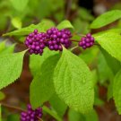 Callicarpa Americana American Beautyberry Bush Seeds Fresh Garden