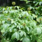 Eleutherococcus Senticosus Siberian Ginseng Hardy Exotic Seeds Fresh Garden