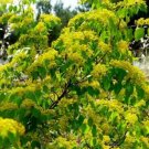 Paliurus Spina Christi Christ'S Thorn Seeds Fresh Garden