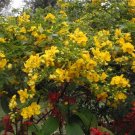Cassia Bicapsularis Winter Cassia Yellow Flowers Seeds Fresh Garden