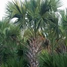 Sabal Mexicana Mexican Palmetto Seeds Fresh Garden