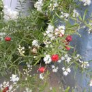 Asparagus Racemosus Shatavari Herb Seeds Fresh Garden
