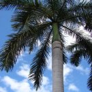 Roystonea Regia Royal Palm Seeds Fresh Garden