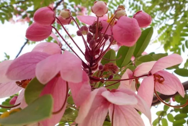 Cassia Nodosa Pink Shower Tree Pink Flowers Seeds Fresh Garden