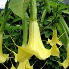 Brugmansia Suaveolens Yellow Angels Trumpet Seeds Fresh Garden