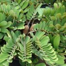 Zamia Furfuracea Cardboard Cycad Seeds Fresh Garden