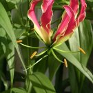 Gloriosa Rothschildiana Gloriosa Lily Vine Seeds Fresh Garden