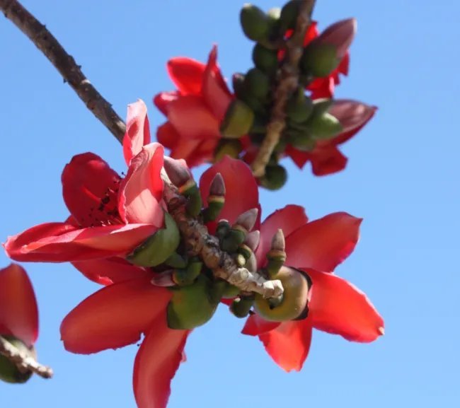 Bombax Ceiba Red Cotton Tree Seeds Fresh Garden