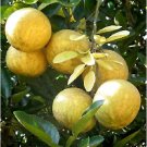 Aegle Marmelos Bengal Quince Tree Seeds Fresh Garden