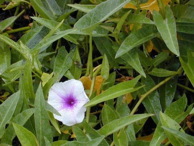Ipomoea Aquatica Unusual Morning Glory Seeds Fresh Garden