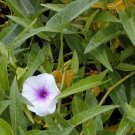 Ipomoea Aquatica Unusual Morning Glory Seeds Fresh Garden