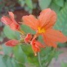 Crossandra Infundibuliformis Orange Marmalade Seeds Fresh Garden