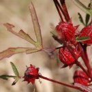 Hibiscus Sabdariffa Red Hibiscus Seeds Fresh Garden