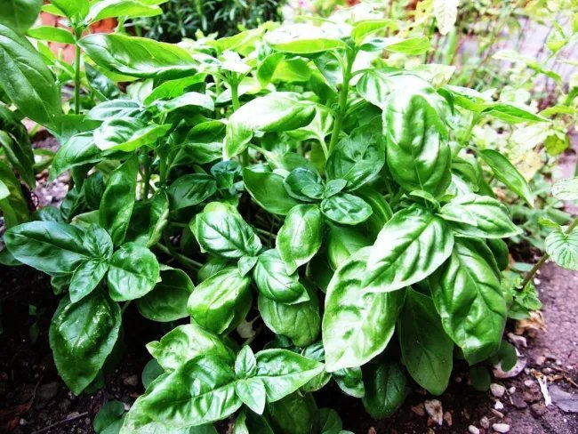 Ocimum Basilicum Basil Herb Seeds Fresh Garden