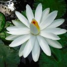 Nymphaea Pubescens White Water Lily Seeds Fresh Garden