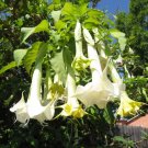 Brugmansia Suaveolens White Angels Trumpet Seeds Fresh Garden