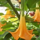 Brugmansia Suaveolens Orange Angels Trumpet Seeds Fresh Garden
