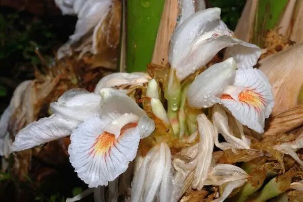 Amomum Maximum Java Cardamom Unusual Ginger Seeds Fresh Garden