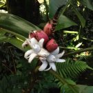 Musa Velutina Hardy Pink Banana Exotic Seeds Fresh Garden