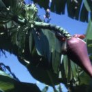 Musa Ochracea Rare Hardy Banana Exotic Seeds Fresh Garden