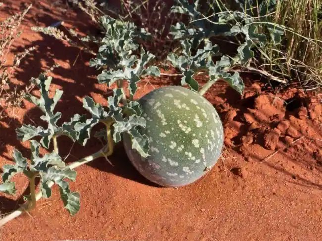 Citrullus Colocynthis Bitter Melon Seeds Fresh Garden