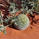 Citrullus Colocynthis Bitter Melon Seeds Fresh Garden