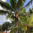 Dypsis Leptocheilos Teddy Bear Or Redneck Palm Seeds Fresh Garden