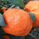 Citrus Reticulata Changsha Mandarin Orange Cold Hardy Tree Seeds Fresh Garden