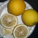 Citrus Maxima X Ichangensis Ichang Lemon Tree Seeds Fresh Garden