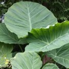 Colocasia Gigantea Hardy Clone Huge Grower 1 Small Plant/Dormant Bulb Fresh Garden
