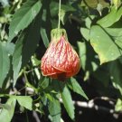Abutilon Pictum Flowering Maple Seeds Fresh Garden