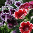 Sinningia Speciosa Gloxinia Mix Seeds Fresh Garden