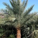 Phoenix Sylvestris Silver Date Palm Seeds Fresh Garden