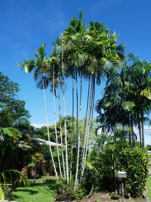 Ptychosperma Macarthurii Macarthur Palm Seeds Fresh Garden