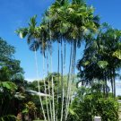 Ptychosperma Macarthurii Macarthur Palm Seeds Fresh Garden