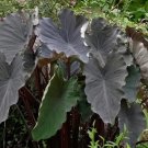 Colocasia Esculenta Black Runner Taro 1 Freshly Dug Plant/Bulb Fresh Garden