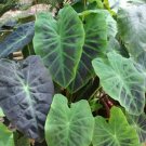 Colocasia Esculenta Black Beauty Taro 1 Freshly Dug Plant/Bulb Fresh Garden