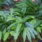 Elettaria Cardamomum Hardy Form Cardamom Ginger 1 Rhizome Fresh Garden