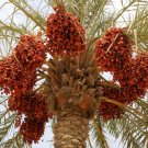 Phoenix Dactylifera Medjool Date Palm Seeds Fresh Garden