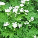 Myrrhis Odorata Anise Or Sweet Cicely Or Myrrh Herb Seeds Fresh Garden
