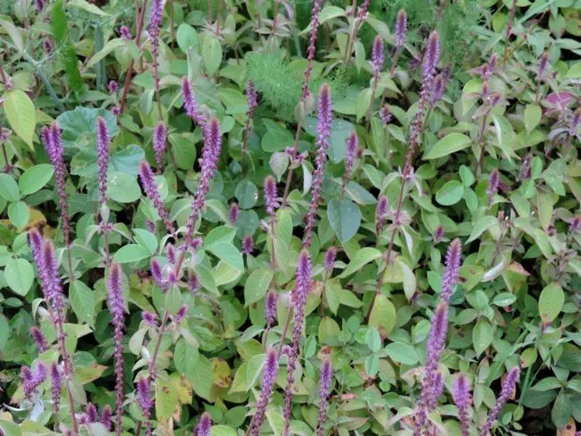 Achyranthes Aspera Devil'S Horsewhip Herb Seeds Fresh Garden