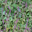 Achyranthes Aspera Devil'S Horsewhip Herb Seeds Fresh Garden