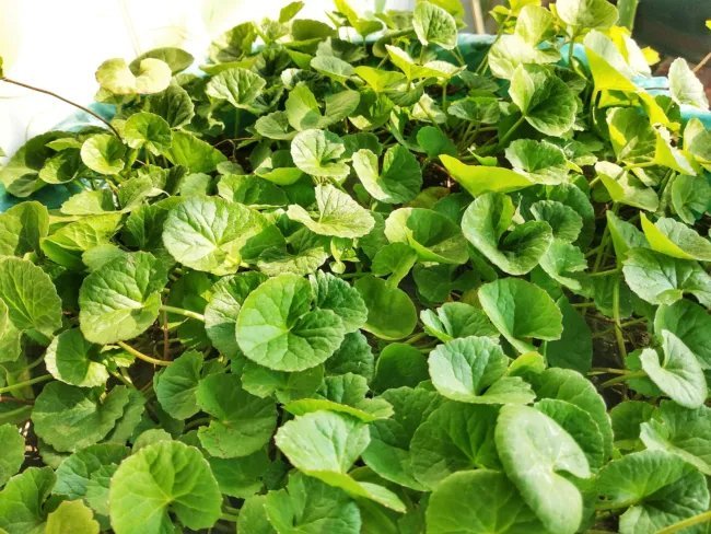 Centella Asiatica Syn Hydrocotyle Gotu Kola Herb Seeds Fresh Garden