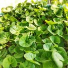 Centella Asiatica Syn Hydrocotyle Gotu Kola Herb Seeds Fresh Garden