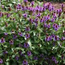 Prunella Vulgaris Lanceolata Lanceleaf Self Heal Herb Seeds Fresh Garden