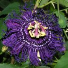 Passiflora Inspiration Deep Purple Hardy Passionflower Seeds Fresh Garden