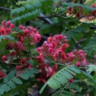 Cassia Roxburghii Red Cassia Tree Beautiful Red Flowers Seeds Fresh Garden