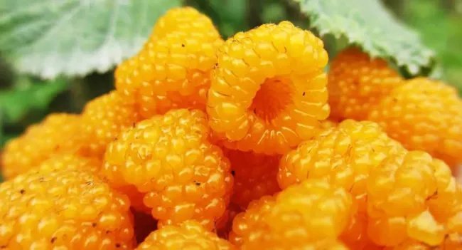 Rubus Ellipticus Himalayan Golden Raspberry Fruit Seeds Fresh Garden