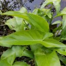 Peltandra Virginica Arrow Arum Aquatic Seeds Fresh Garden