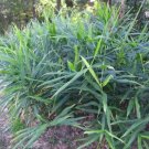 Zingiber Officinale Ginger 1 Rhizome Fresh Garden